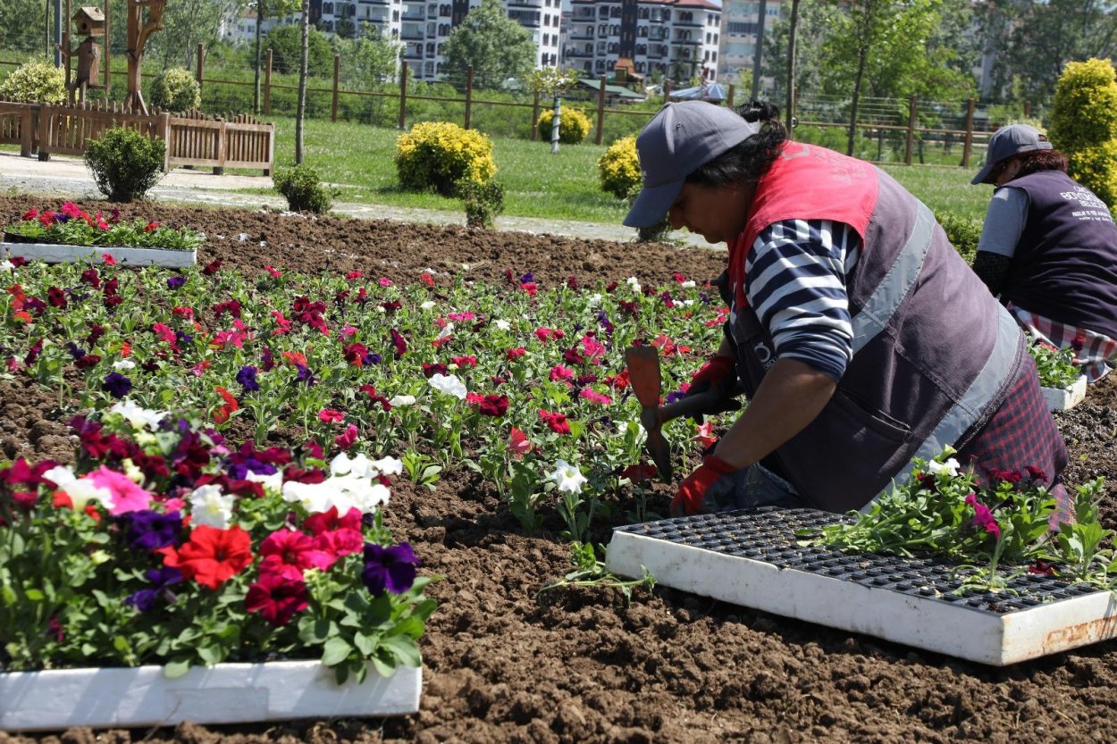 ordu nun cicekleri buyuksehir seralarinda uretiliyor 7890