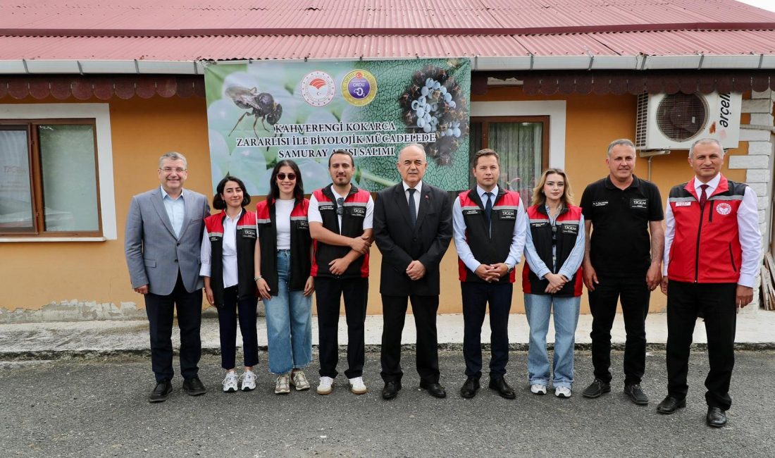Ordu'da fındık ve tarım ürünlerine zarar veren kahverengi kokarca ile