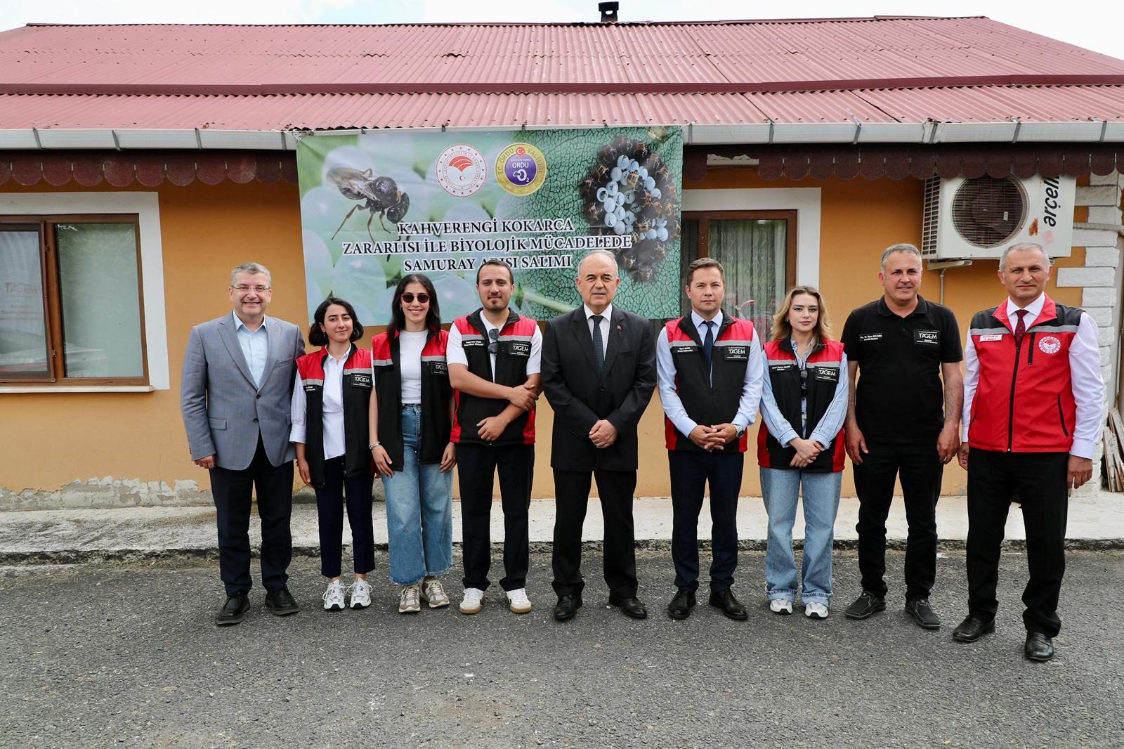 Ordu'da 300 Bin Samuray Arısı Kahverengi Kokarca İçin Doğaya Salındı samuray arisi salindi