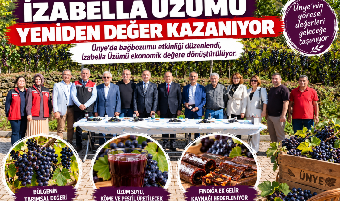 Ünye’de İzabella Üzümü için Çataltepe Mahallesi’nde bağbozumu yapıldı. Üzüm suyu,