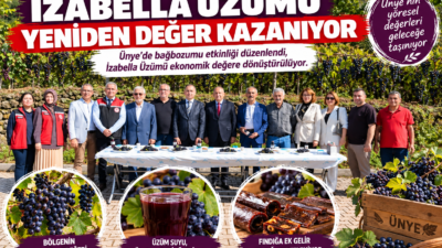 Ünye’de İzabella Üzümü için Çataltepe Mahallesi’nde bağbozumu yapıldı. Üzüm suyu,